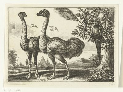 To strudse Diversarum avium arter (serietitel) Forskellige fugle (serietitel) af Peter van Liesebetten