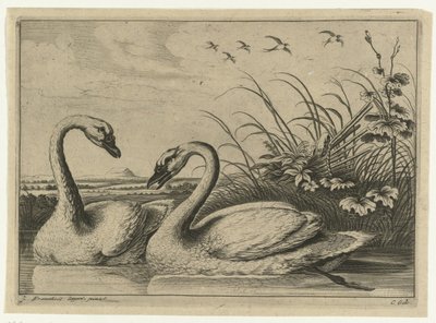 to svaner Diversarum avium arter (serietitel) Forskellige fugle (serietitel) af Peter van Liesebetten
