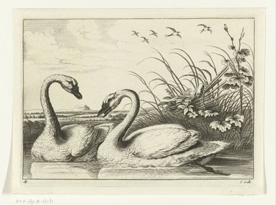 to svaner Diversarum avium arter (serietitel) Forskellige fugle (serietitel) af Peter van Liesebetten