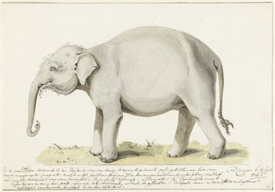 Stående elefant, til venstre af Petrus Camper