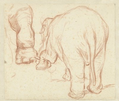 Stående elefant, bagfra og et ben af Petrus Camper