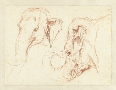 To skitser af en elefants hoved af Petrus Camper