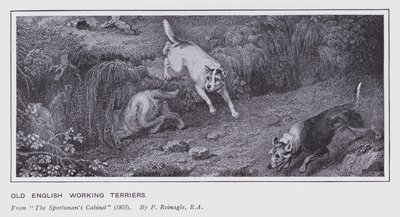 Old English Working Terriers (litho) af Philip (after) Reinagle