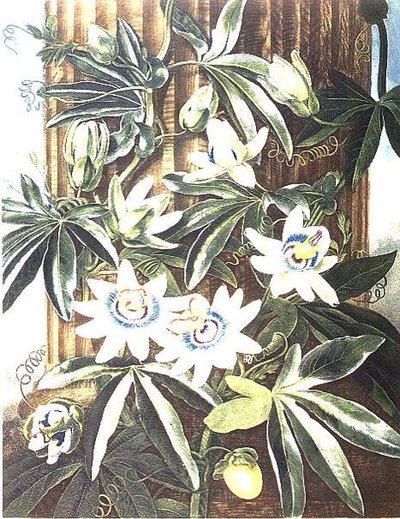 The Blue Passion Flower, indgraveret af Caldwell, fra 