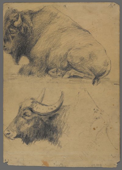 Bison og hoved af vandbøffel (grafit på papir) af Philip H. Wolfrom