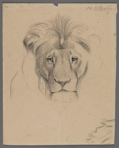 Hoved af en løve (grafit på papir) af Philip H. Wolfrom