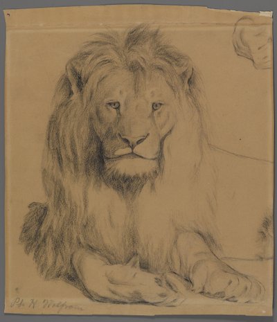 Løve (grafit på papir) af Philip H. Wolfrom