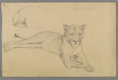 Siddende løvinde (grafit på papir) af Philip H. Wolfrom