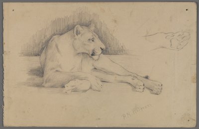 Siddende løvinde (grafit på papir) af Philip H. Wolfrom