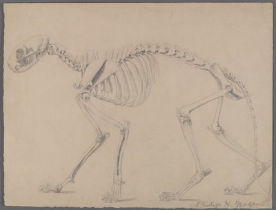 Skelet af en kat (grafit på papir) af Philip H. Wolfrom