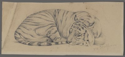 Sovende tiger (grafit på papir) af Philip H. Wolfrom