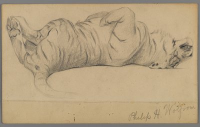 Sovende tiger (grafit på papir) af Philip H. Wolfrom
