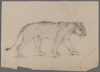 Stridende løvinde (grafit på papir) af Philip H. Wolfrom