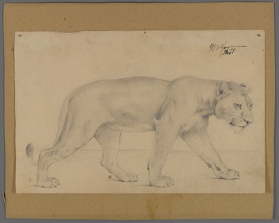 Striding løvinde (grafit på papir monteret på pap) af Philip H. Wolfrom