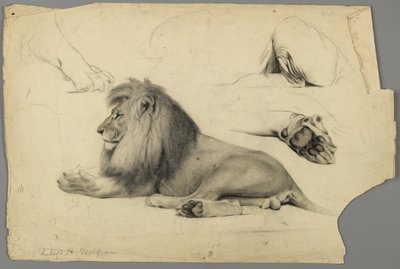Studier af en løve (grafit og trækul på papir) af Philip H. Wolfrom