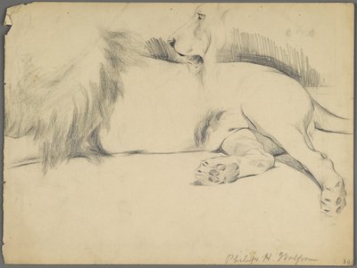 Studier af en løve (grafit på papir) af Philip H. Wolfrom