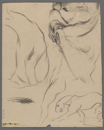 Studier af en løve (grafit på papir) af Philip H. Wolfrom
