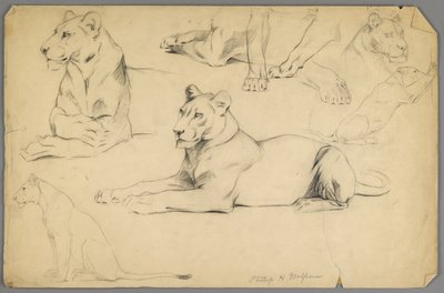 Studier af en løvinde (grafit og trækul på papir) af Philip H. Wolfrom