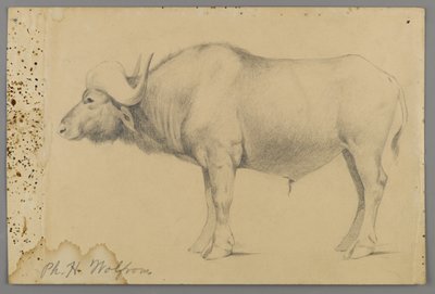 Vandbøffel (grafit på papir) af Philip H. Wolfrom