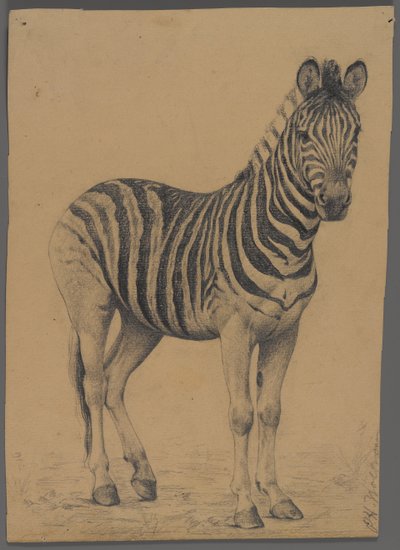 Zebra (grafit på papir) af Philip H. Wolfrom