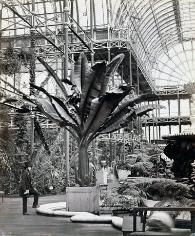 Tropiske planter i det egyptiske rum, Crystal Palace, Sydenham, London, 1854 af Philip Henry Delamotte