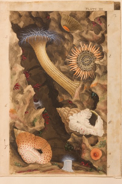 Plade III, undersøgelse for 