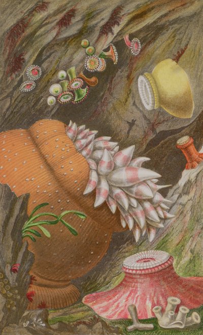 The Crimson Imperial, the Yellow Imperial and the Globehorn, plade IX fra Actinologia Britannica: A History of the British Sea Anemones and Corals, 1860 (chromolitho) af Philip Henry Gosse