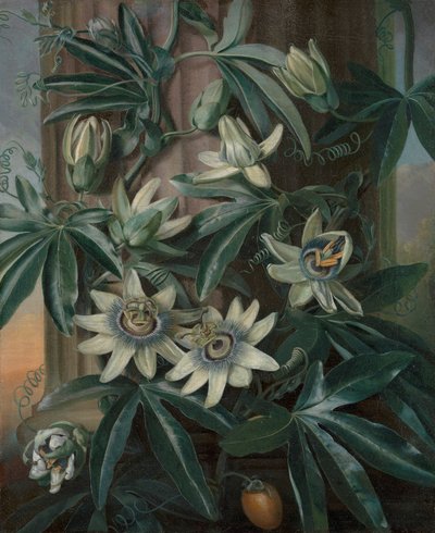 The Blue Passion Flower, for Robert John Thorntons Temple of Flora (London, 1799-1812) af Philip Reinagle