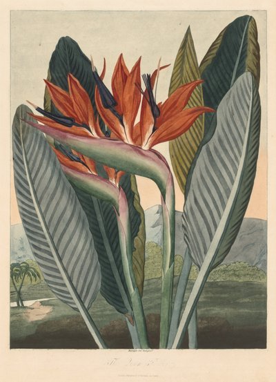 Floratemplet; eller Naturens Have: Dronningsblomsten af Philip Reinagle