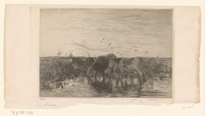 Køer nær vand i en eng Vaches au bord de l