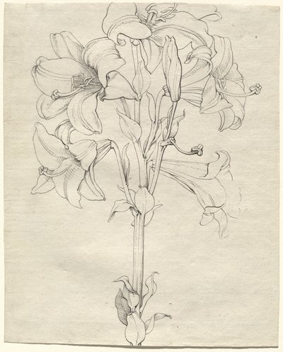 En stilk af liljer med seks blomster af Philipp Otto Runge