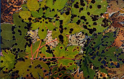 Acer pseudoplatanus: Sycamore angrebet af den sorte svamp Rhytisma acerinum, 1907-09 (fotogravure) af Philippe Robert