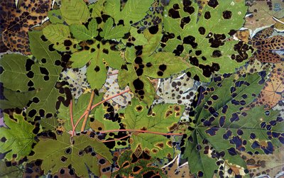 Autumn Leaves, af Philippe Robert, Robert Ried udgaver af Philippe Robert