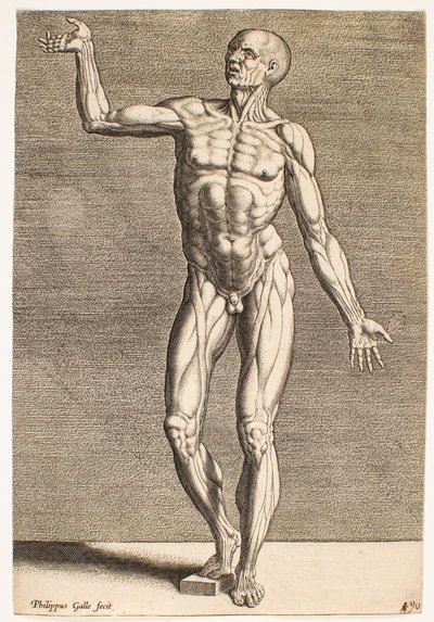 Studie af menneskefigur med blotlagte sener og muskler, set forfra af Philips Galle