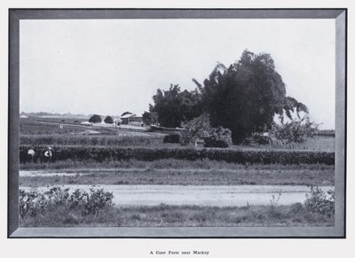 En Cane Farm nær Mackay (s/h foto) af Photographer Australian