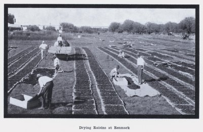 Tørring af rosiner i Renmark (s/h foto) af Photographer Australian