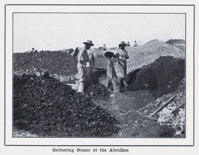 Indsamling af guano i Abrolhos (s/h-foto) af Photographer Australian