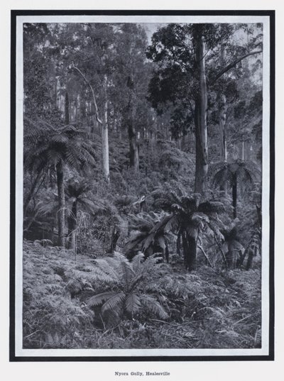Nyora Gully, Healesville (s/h foto) af Photographer Australian