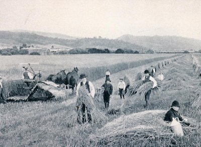 Høstning af hvede, Tasmanien, ca. 1900, fra `Under the Southern Cross - Glimpses of Australia