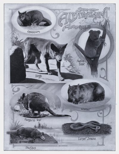 Nogle australske dyr (s/h-billede) af Photographer Australian