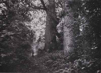 Forest Giants, Stanley Park, Vancouver (s/h-billede) af Photographer Canadian
