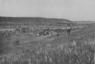 Range Cattle on the Rolling Uplands of Alberta (s/h foto) af Photographer Canadian