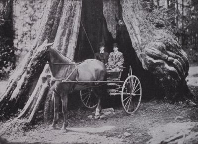 The Big Tree, Stanley Park, Vancouver (s/h foto) af Photographer Canadian