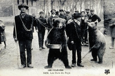 Bjørneshow i Pyrenæerne, ca. 1900 (s/h-foto) af Photographer French