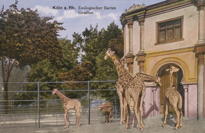 Kölns zoologiske have, giraffer (foto) af Photographer German