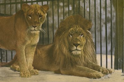 Köln Zoo, Lions (foto) af Photographer German