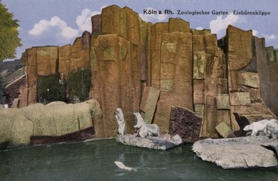 Köln Zoo, isbjørne (foto) af Photographer German