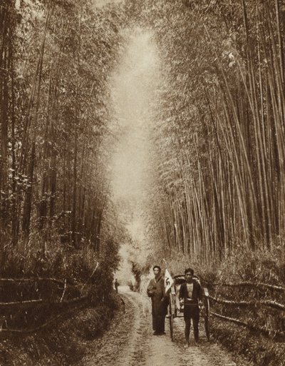 Bamboo Grove, Japan (s/h foto) af Photographer Japanese