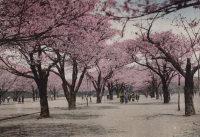 Japan, ca. 1912: Cherry Blossom i Uyeno Park, Tokyo (foto) af Photographer Japanese