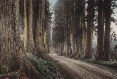 Japan, ca. 1912: Cryptomeria Road, Nikko (foto) af Photographer Japanese